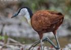 kafue-jacana-0012