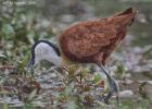 kafue-jacana-0014