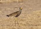 kafue-lapwing-0118