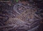 kafue-leopard0003