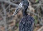 kafue-ob stork-0076