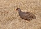 kafue-rednecked spurfowl-0380