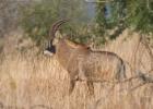 kafue-roan antelope-0397