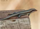 kafue-skink-0137