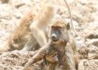 luangua-baboon-yellow-4465