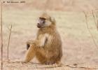 luangua-baboon-yellow1768