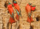 luangua-beeeater-carmine1604