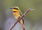 luangua-beeeater-little-3083