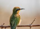 luangua-beeeater-little5035