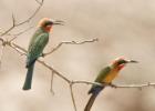 luangua-beeeater-white fronted-2439