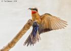 luangua-beeeater-white fronted-2466