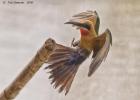 luangua-beeeater-white fronted-2471