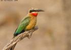 luangua-beeeater-white fronted1922