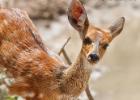 luangua-bushbuck-3489