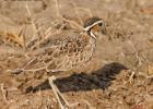 luangua-courser-three banded-2973