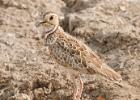 luangua-courser-three banded-2993