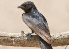 luangua-drongo-forktailed-5113