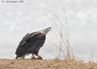 luangua-fish eagle-1202