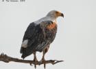 luangua-fish eagle-4836