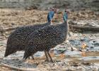 luangua-guineafowl-4877