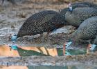 luangua-guineafowl-4892