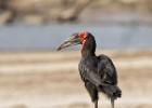 luangua-hornbill-ground-2244