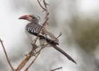 luangua-hornbill-red billed1632