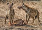 luangua-hyena-spotted-4394