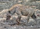 luangua-hyena-spotted-4407