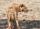 luangua-hyena-spotted-4409