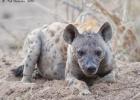 luangua-hyena-spotted2062