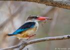 luangua-kingfisher-brown headed4915