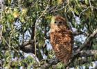 luangua-owl-pels fishing3148