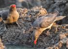 luangua-oxpecker-red billed-5294