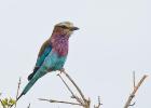 luangua-roller-lilac breasted1758