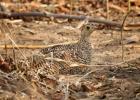 luangua-sand grouse-two banded-2997