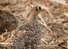 luangua-sand grouse-two banded-3006