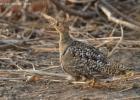 luangua-sand grouse-two banded-5077