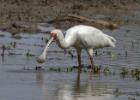 luangua-spoonbill-2364