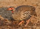 luangua-spurfowl-red necked-5001