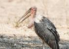 luangua-stork-maribou-5101