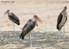 luangua-stork-maribou-5106