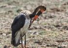 luangua-stork-saddle billed-3179