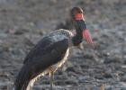 luangua-stork-saddlebilled-4769