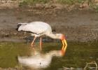 luangua-stork-yellow billed-3071