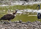 luangua-vulture-white backed-2346