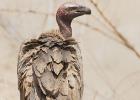 luangua-vulture-white backed4985