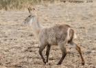 luangua-waterbuck-1751