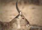 luangua-waterbuck-2225