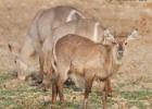 luangua-waterbuck-3052